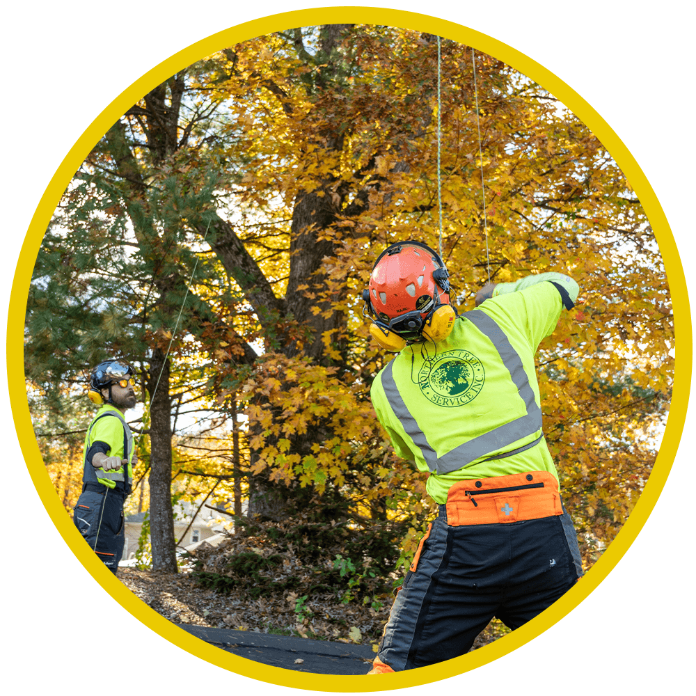 Northern Tree Services - Tree Cabling and Tree Bracing