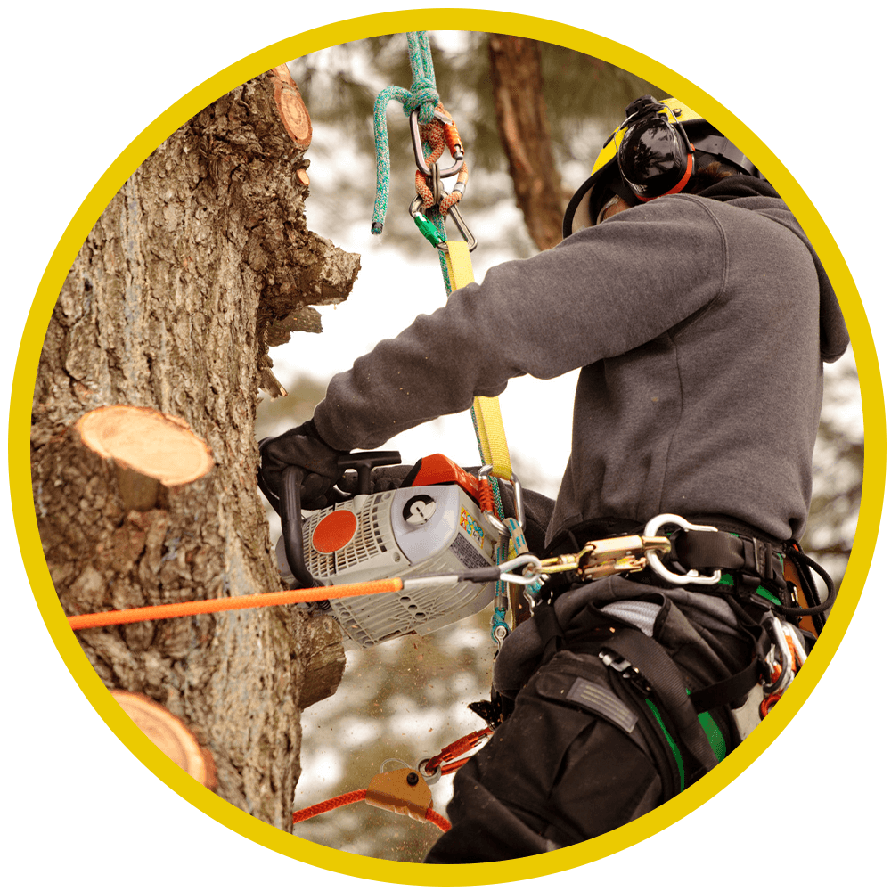 Northern Tree Services - Tree Pruning