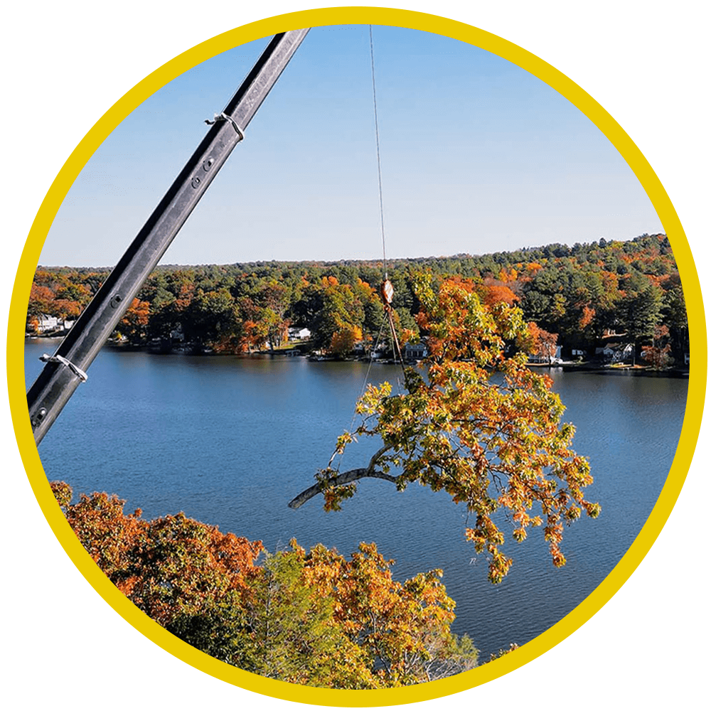 Northern Tree Services - Tree Removal Services